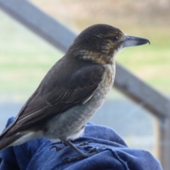 Cracticus torquatus (Grey Butcherbird) at Bermagui, NSW - 2 Apr 2018 by Jackie Lambert