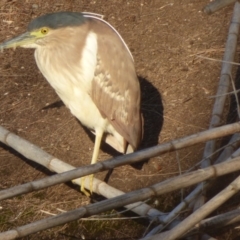 Nycticorax caledonicus (Nankeen Night-Heron) at Bega, NSW - 17 Sep 2018 by Jackie Lambert