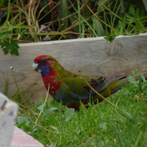 Platycercus elegans at Bermagui, NSW - 8 Sep 2018