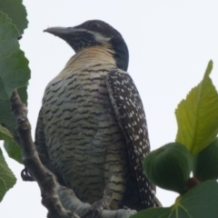 Eudynamys orientalis (Pacific Koel) at Bermagui, NSW - 23 Dec 2017 by Jackie Lambert