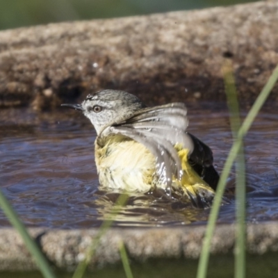 Acanthiza chrysorrhoa (Yellow-rumped Thornbill) at Higgins, ACT - 2 Aug 2019 by Alison Milton