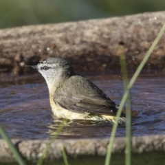 Acanthiza chrysorrhoa at Higgins, ACT - 2 Aug 2019 01:27 PM