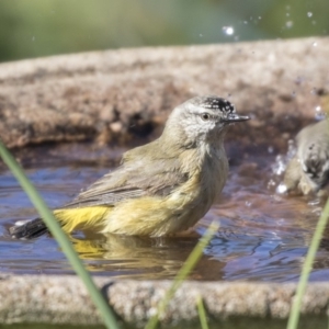 Acanthiza chrysorrhoa at Higgins, ACT - 2 Aug 2019 01:27 PM