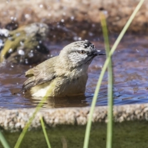 Acanthiza chrysorrhoa at Higgins, ACT - 2 Aug 2019 01:27 PM