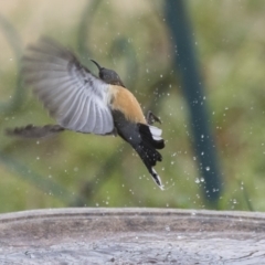 Acanthorhynchus tenuirostris (Eastern Spinebill) at Higgins, ACT - 4 Aug 2019 by Alison Milton