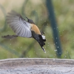 Acanthorhynchus tenuirostris (Eastern Spinebill) at Higgins, ACT - 4 Aug 2019 by AlisonMilton