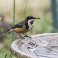 Acanthorhynchus tenuirostris at Higgins, ACT - 4 Aug 2019