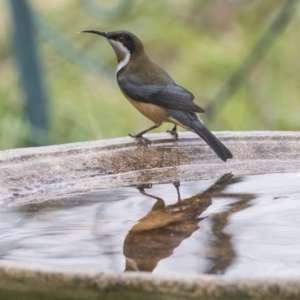 Acanthorhynchus tenuirostris at Higgins, ACT - 4 Aug 2019