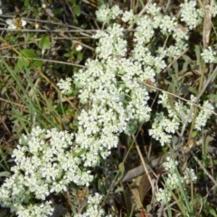 Poranthera microphylla (Small Poranthera) at Yass River, NSW - 16 Oct 2015 by SenexRugosus