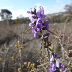 Hovea heterophylla (Common Hovea) at Yass River, NSW - 4 Aug 2019 by SenexRugosus