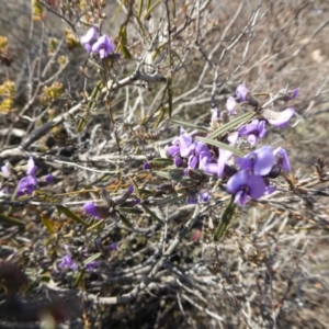 Hovea heterophylla at Yass River, NSW - 5 Aug 2019 03:20 AM