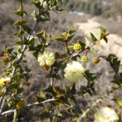 Acacia gunnii (Ploughshare Wattle) at Yass River, NSW - 5 Aug 2019 by SenexRugosus