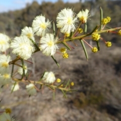 Acacia genistifolia (Early Wattle) at Yass River, NSW - 5 Aug 2019 by SenexRugosus