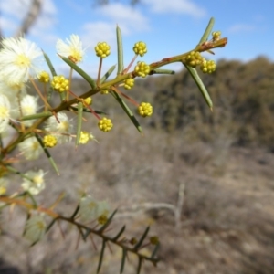 Acacia genistifolia at Yass River, NSW - 5 Aug 2019