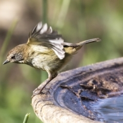 Acanthiza lineata (Striated Thornbill) at Higgins, ACT - 4 Aug 2019 by Alison Milton