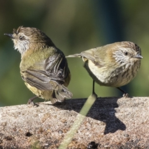 Acanthiza lineata at Higgins, ACT - 4 Aug 2019