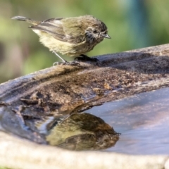 Acanthiza lineata at Higgins, ACT - 4 Aug 2019