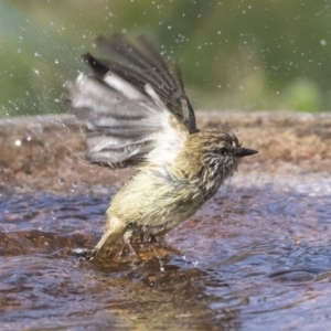 Acanthiza lineata at Higgins, ACT - 4 Aug 2019