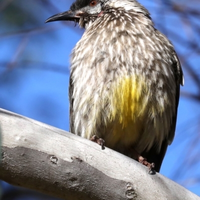 Anthochaera carunculata (Red Wattlebird) at Fyshwick, ACT - 17 Jul 2019 by jb2602