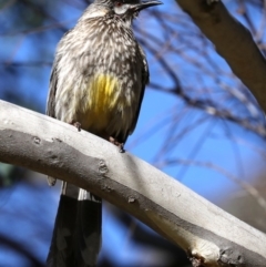 Anthochaera carunculata at Fyshwick, ACT - 17 Jul 2019 10:59 AM