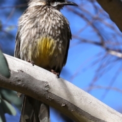 Anthochaera carunculata at Fyshwick, ACT - 17 Jul 2019 10:59 AM