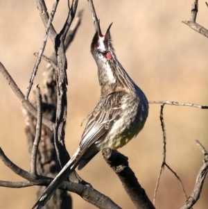 Anthochaera carunculata at Fyshwick, ACT - 1 Aug 2019