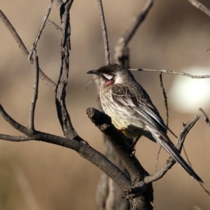 Anthochaera carunculata at Fyshwick, ACT - 1 Aug 2019