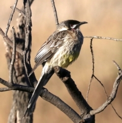 Anthochaera carunculata at Fyshwick, ACT - 1 Aug 2019