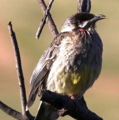 Anthochaera carunculata at Fyshwick, ACT - 1 Aug 2019