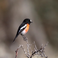 Petroica boodang (Scarlet Robin) at Rendezvous Creek, ACT - 1 Aug 2019 by jb2602