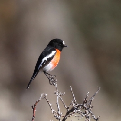 Petroica boodang (Scarlet Robin) at Rendezvous Creek, ACT - 1 Aug 2019 by jb2602