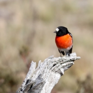 Petroica boodang at Rendezvous Creek, ACT - 1 Aug 2019 10:08 AM