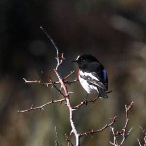 Petroica boodang at Rendezvous Creek, ACT - 1 Aug 2019