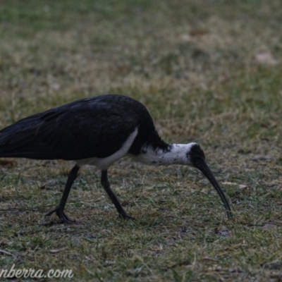 Threskiornis spinicollis (Straw-necked Ibis) at Red Hill to Yarralumla Creek - 2 Aug 2019 by BIrdsinCanberra