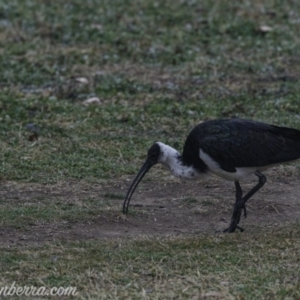 Threskiornis spinicollis at Hughes, ACT - 3 Aug 2019