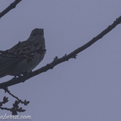 Colluricincla harmonica (Grey Shrikethrush) at Deakin, ACT - 3 Aug 2019 by BIrdsinCanberra