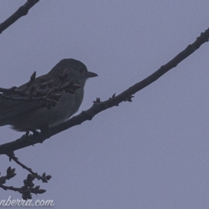 Colluricincla harmonica at Deakin, ACT - 3 Aug 2019 08:18 AM