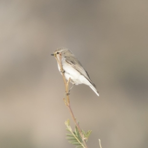 Microeca fascinans at Michelago, NSW - 4 Aug 2019 04:31 PM