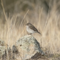 Microeca fascinans at Michelago, NSW - 4 Aug 2019