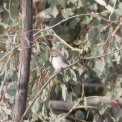 Microeca fascinans at Michelago, NSW - 4 Aug 2019 04:31 PM