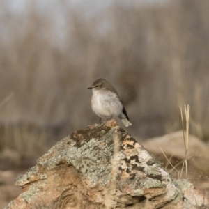 Microeca fascinans at Michelago, NSW - 4 Aug 2019 04:31 PM