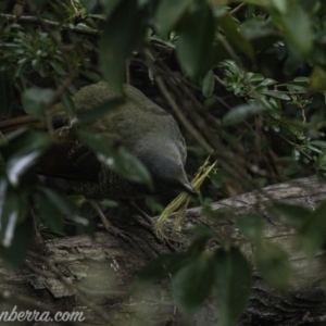 Ptilonorhynchus violaceus at Hughes, ACT - 3 Aug 2019