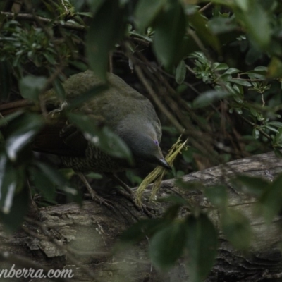 Ptilonorhynchus violaceus (Satin Bowerbird) at Hughes, ACT - 3 Aug 2019 by BIrdsinCanberra