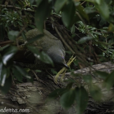 Ptilonorhynchus violaceus (Satin Bowerbird) at Federal Golf Course - 2 Aug 2019 by BIrdsinCanberra