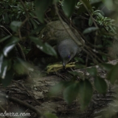 Ptilonorhynchus violaceus at Hughes, ACT - 3 Aug 2019