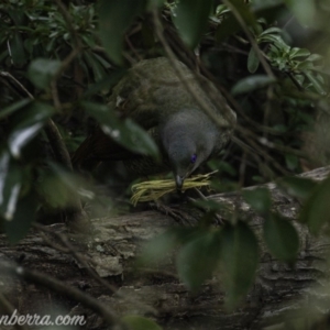 Ptilonorhynchus violaceus at Hughes, ACT - 3 Aug 2019