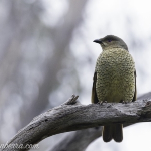 Ptilonorhynchus violaceus at Hughes, ACT - 3 Aug 2019 09:05 AM