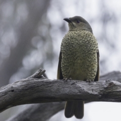 Ptilonorhynchus violaceus at Hughes, ACT - 3 Aug 2019 09:05 AM