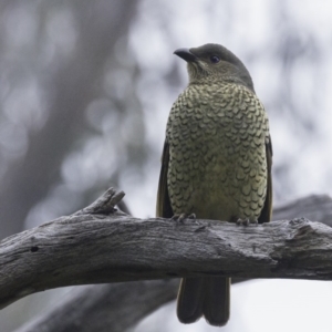 Ptilonorhynchus violaceus at Hughes, ACT - 3 Aug 2019 09:05 AM