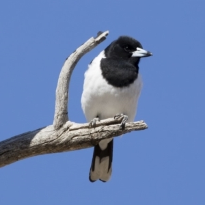 Cracticus nigrogularis at Michelago, NSW - 2 Aug 2019 11:50 AM